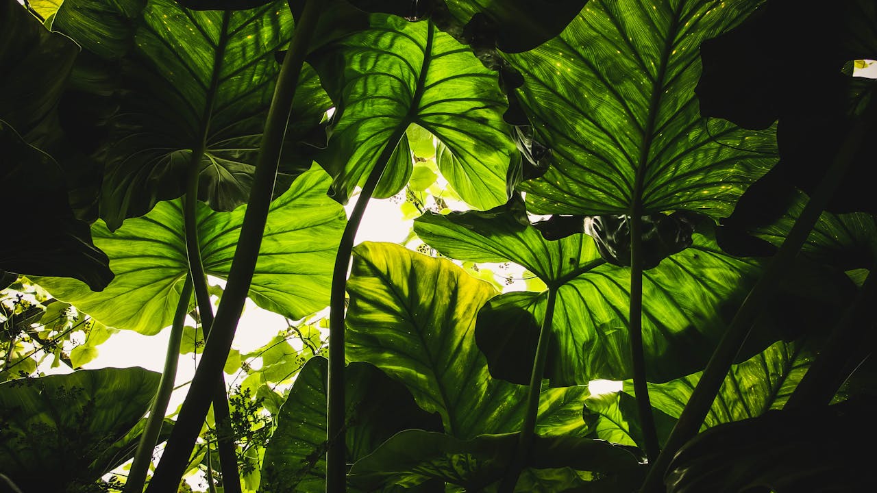 team-03 Vibrant green taro leaves backlit by sunlight, creating a natural canopy effect in Edinburgh.